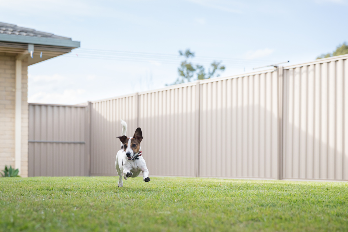 Fence Height Requirements for Privacy and Code in Minnesota Homes